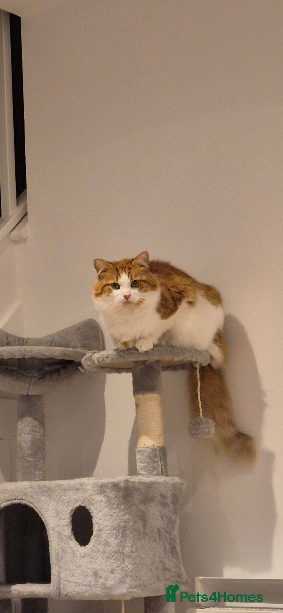 Mixed Breed cats for sale: Beautiful cats need new home! - Image 9