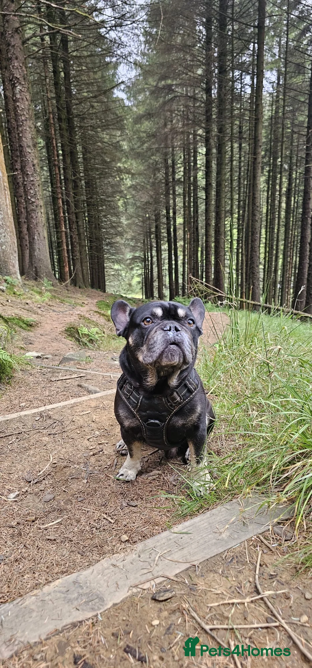 French Bulldog dogs for sale: Bruce in Warrington - Advert 2