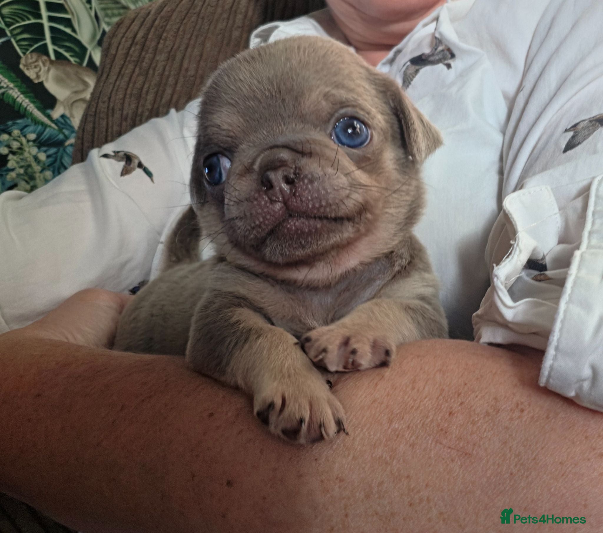 Pug dogs Stunning colourful litter of pugs - Advert 13