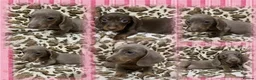 Dachshund dogs for sale: 🩷Amazing dachshund puppies🩷 - Advert 26