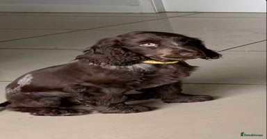Cocker Spaniel dogs - Advert 10