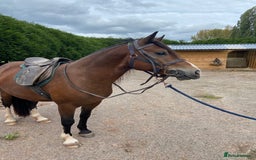 Welsh Section D horses for sale: 14h 6 year old Bay Sec D Gelding - Image 4
