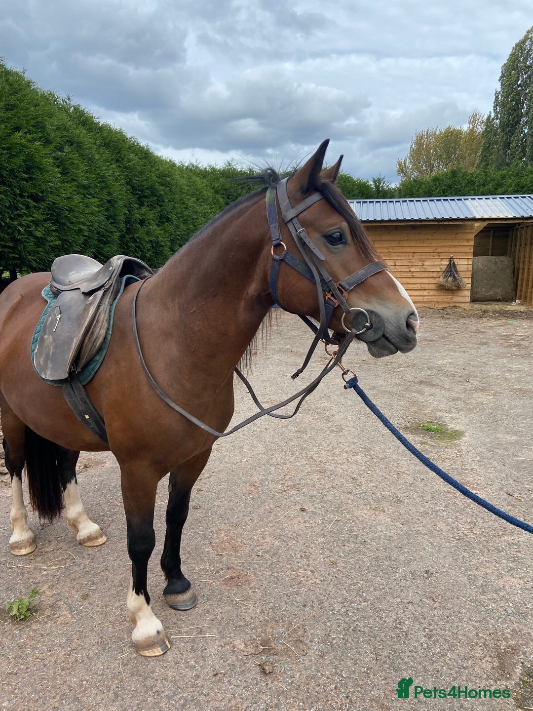 Welsh Section D horses for sale: 14h 6 year old Bay Sec D Gelding - Image 4