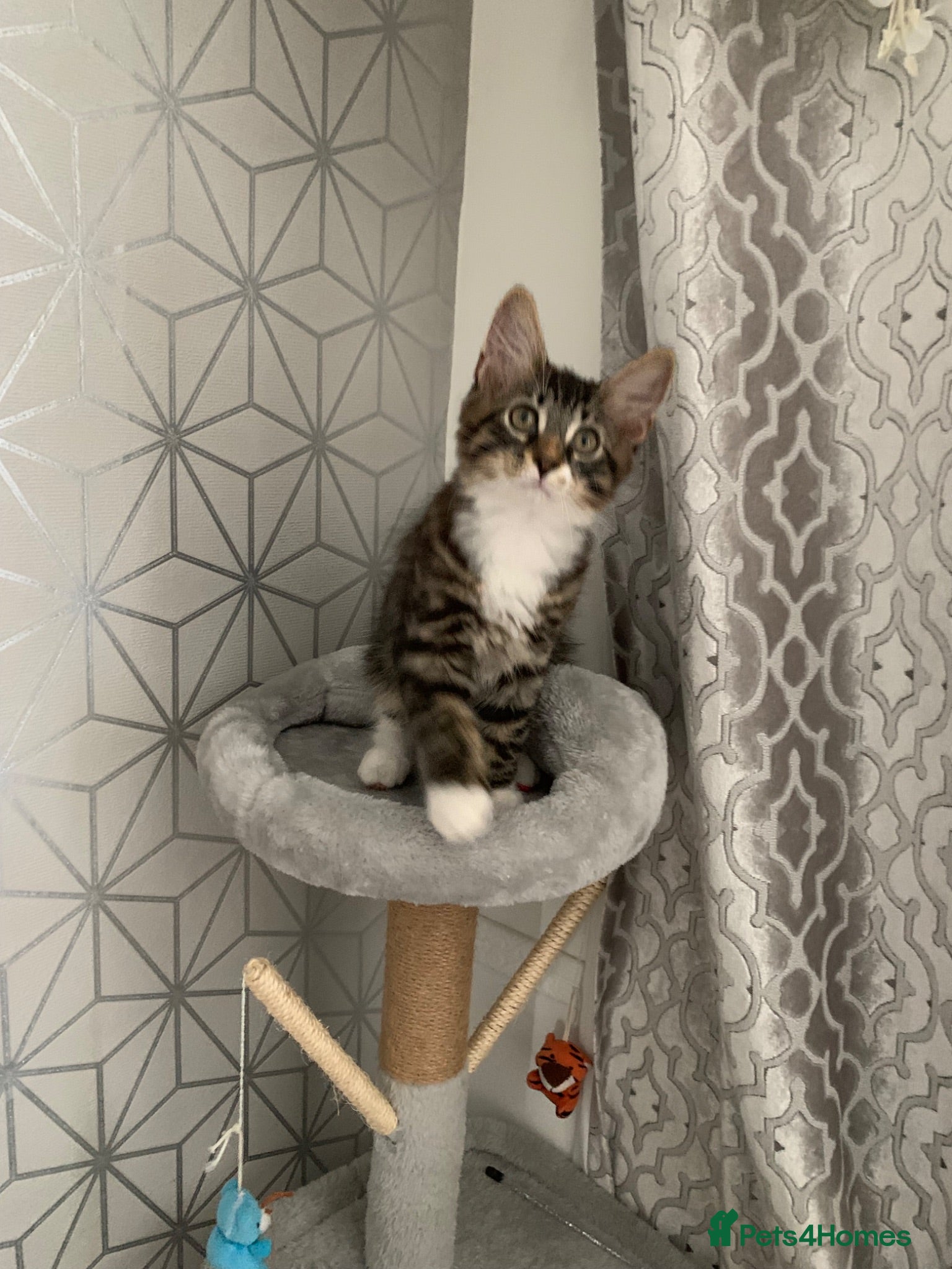 Mixed Breed cats Beautiful kittens looking for loving home. - Advert 2