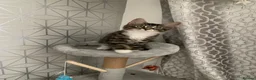 Mixed Breed cats for sale: Beautiful kittens looking for loving home. - Advert 2