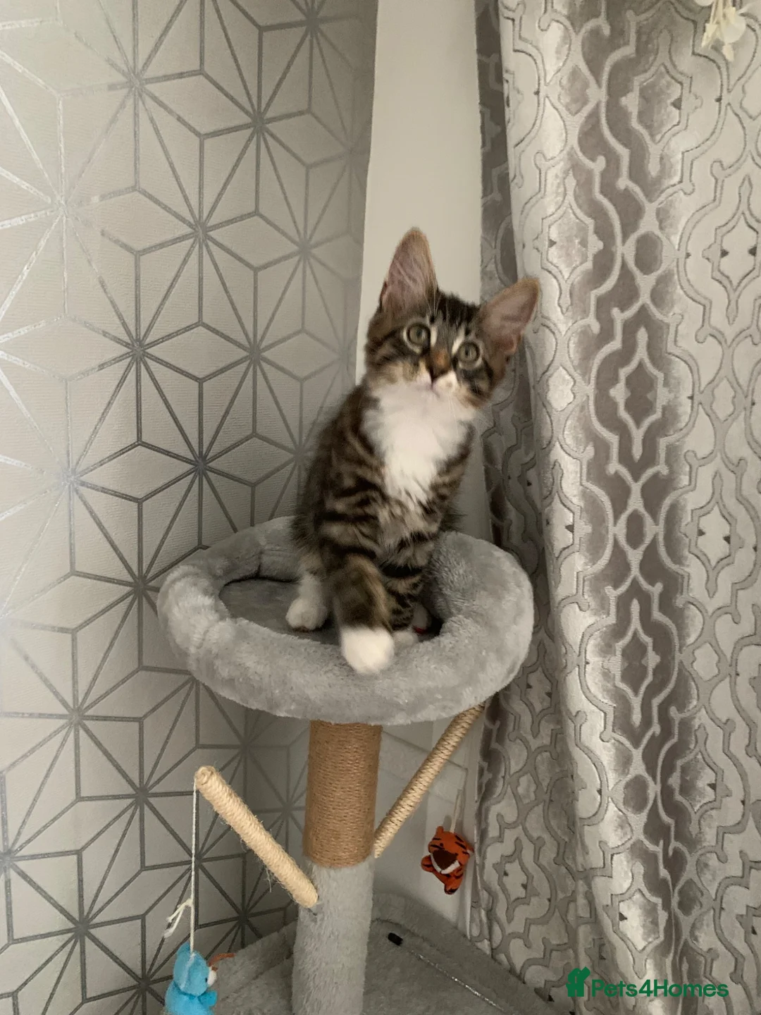 Mixed Breed cats for sale: Beautiful kittens looking for loving home. - Advert 2