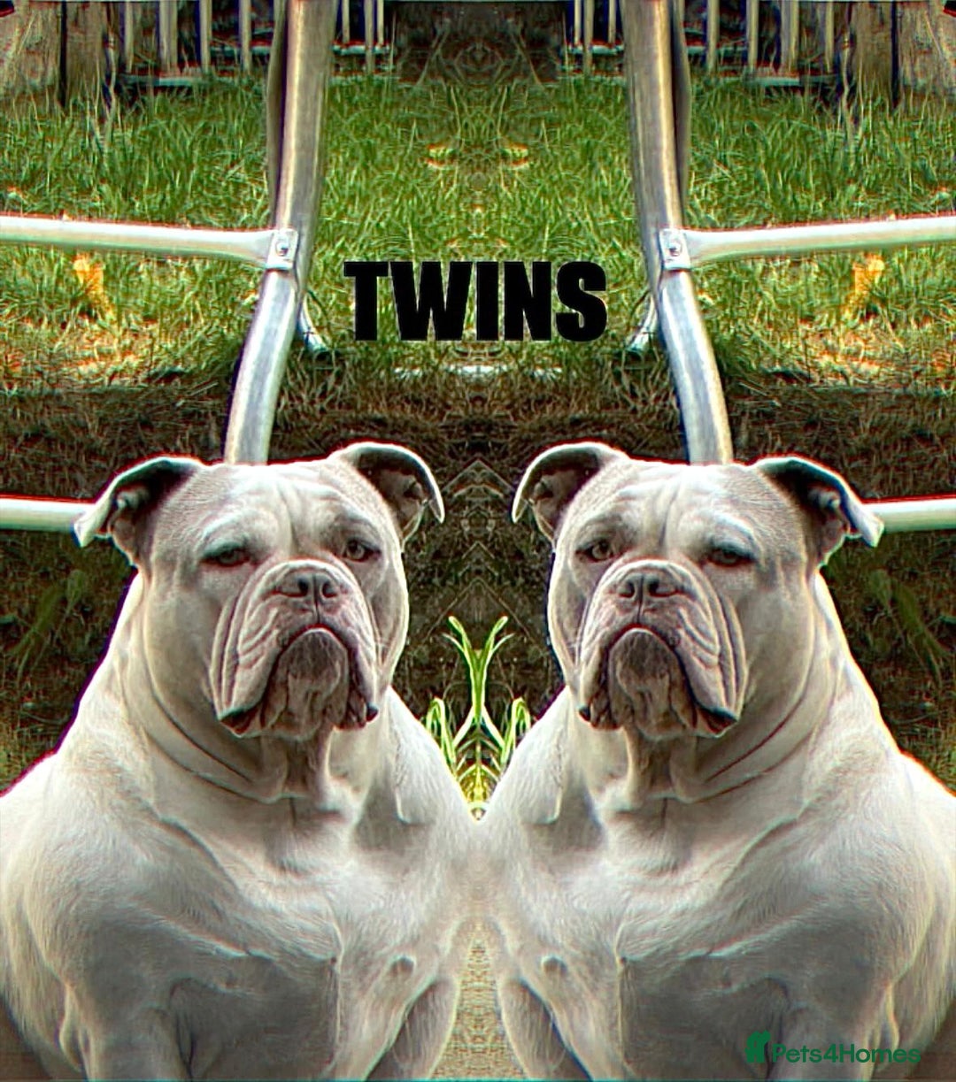 American Bully dogs for sale: Micro pocket bully. - Image 4