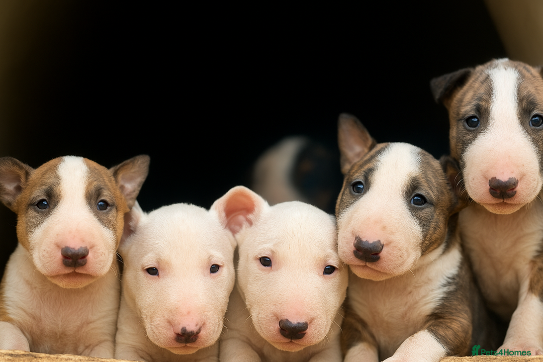 English Bull Terrier dogs for sale: English bull terrier puppy’s  - Image 2