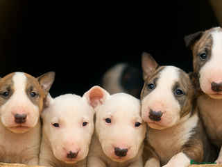 English Bull Terrier dogs - Advert 5