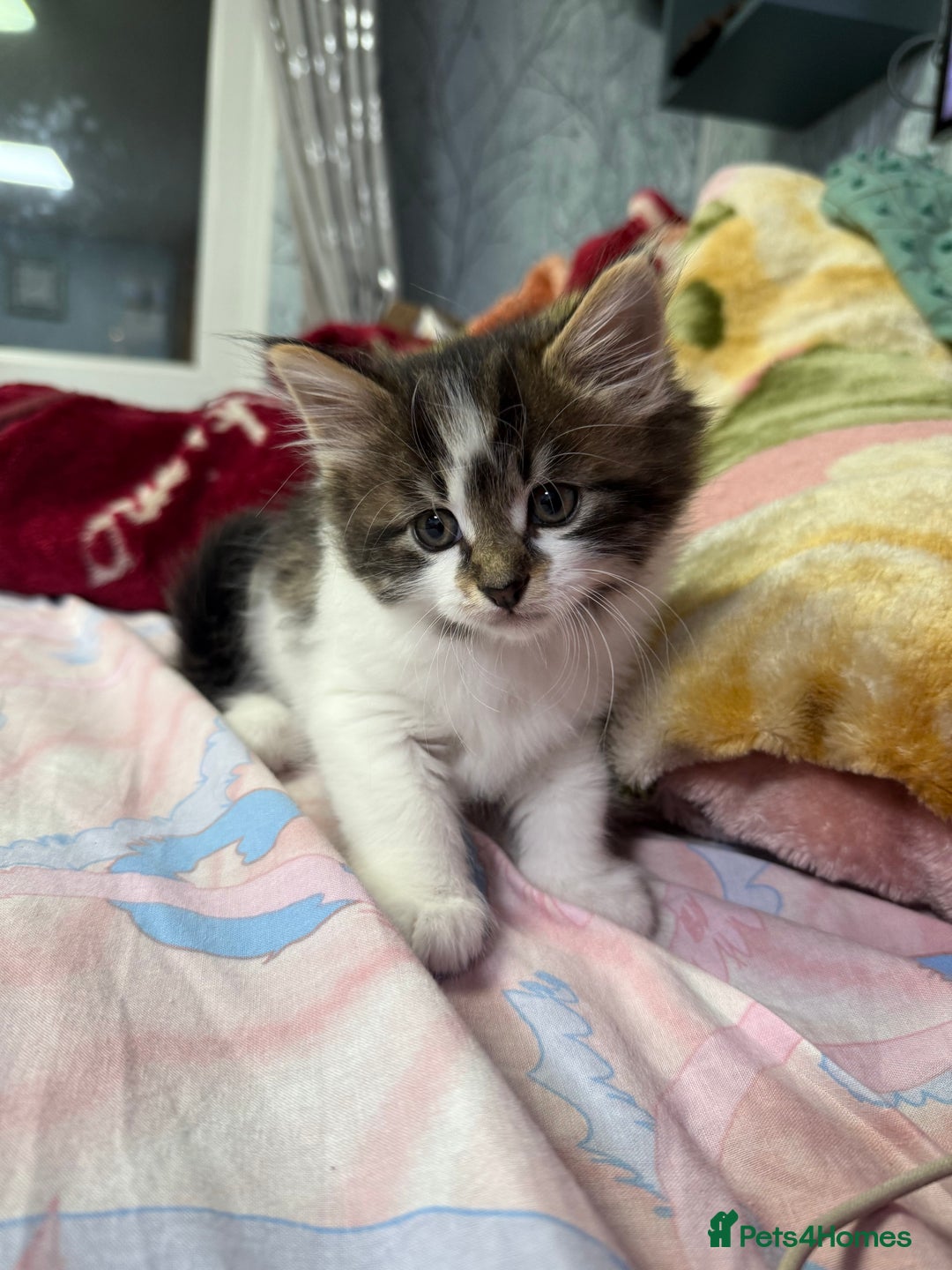 Mixed Breed cats for sale: Kittens for adoption  - Image 4