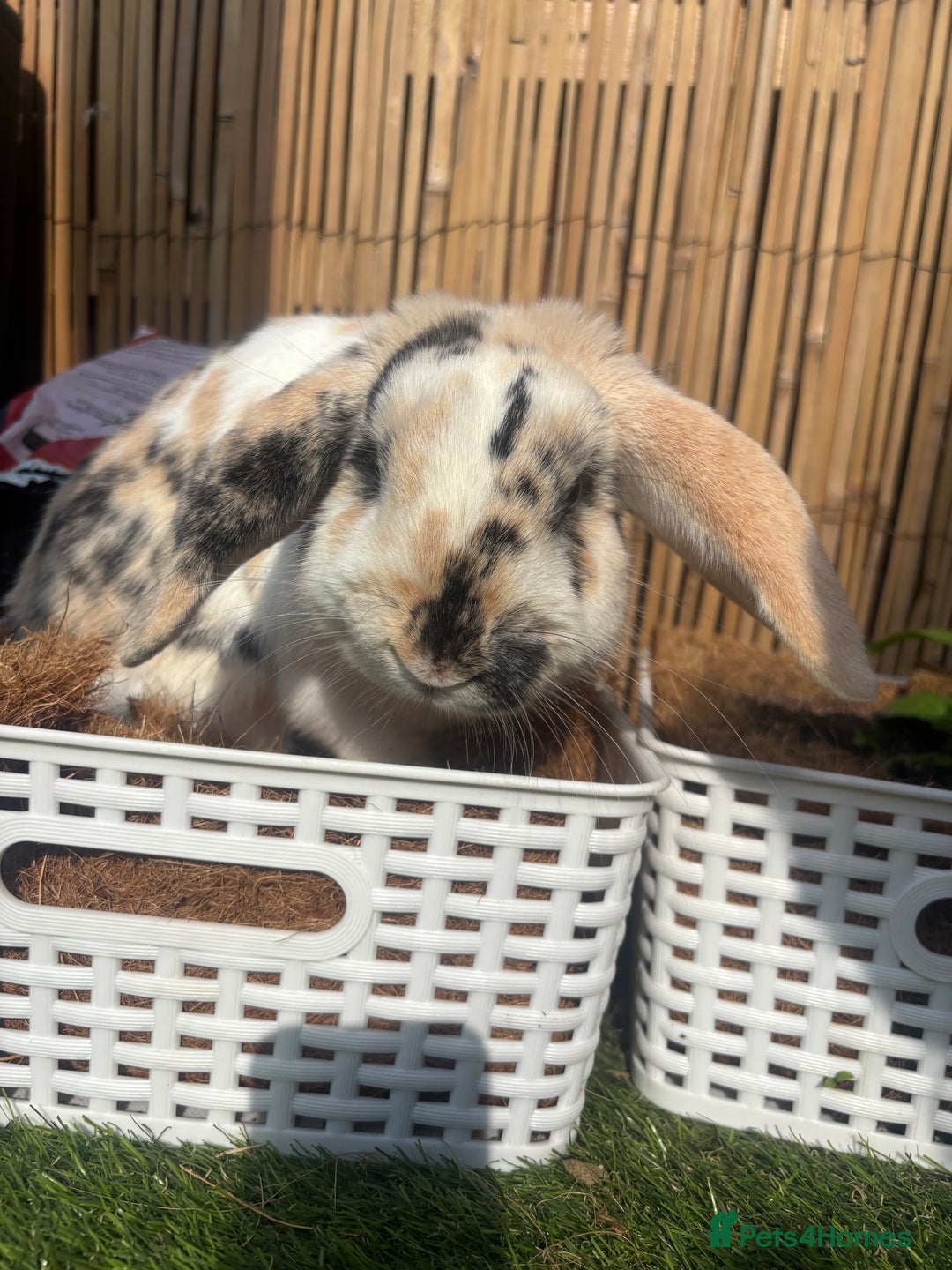 Lionhead rabbits for sale: Two male lionhead X Lop rabbits  - Image 1