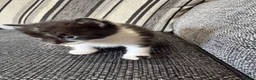 Mixed Breed cats for sale: 2 for £50 in Birmingham - Advert 3