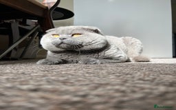 Scottish Fold cats for sale: 🐾2 boys left Scottish Fold🐾 - Image 9