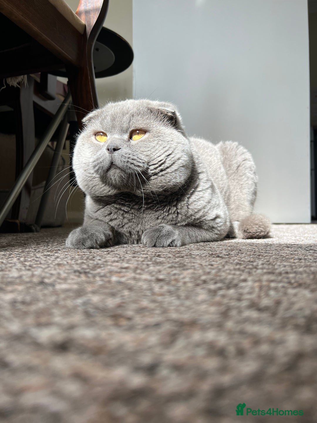 Scottish Fold cats for sale: 🐾2 boys left Scottish Fold🐾 - Image 9