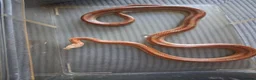 Corn Snake reptiles for sale: Various corn snakes for sale, Snow Tessera & more - Advert 27