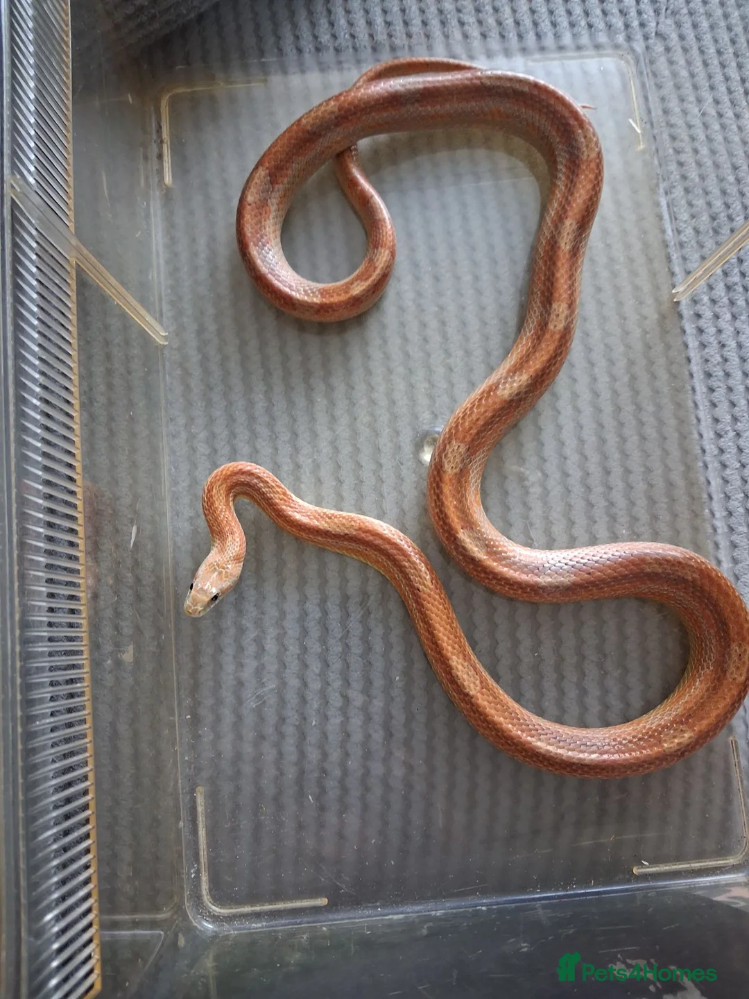 Corn Snake reptiles for sale: Various corn snakes for sale, Snow Tessera & more - Advert 27
