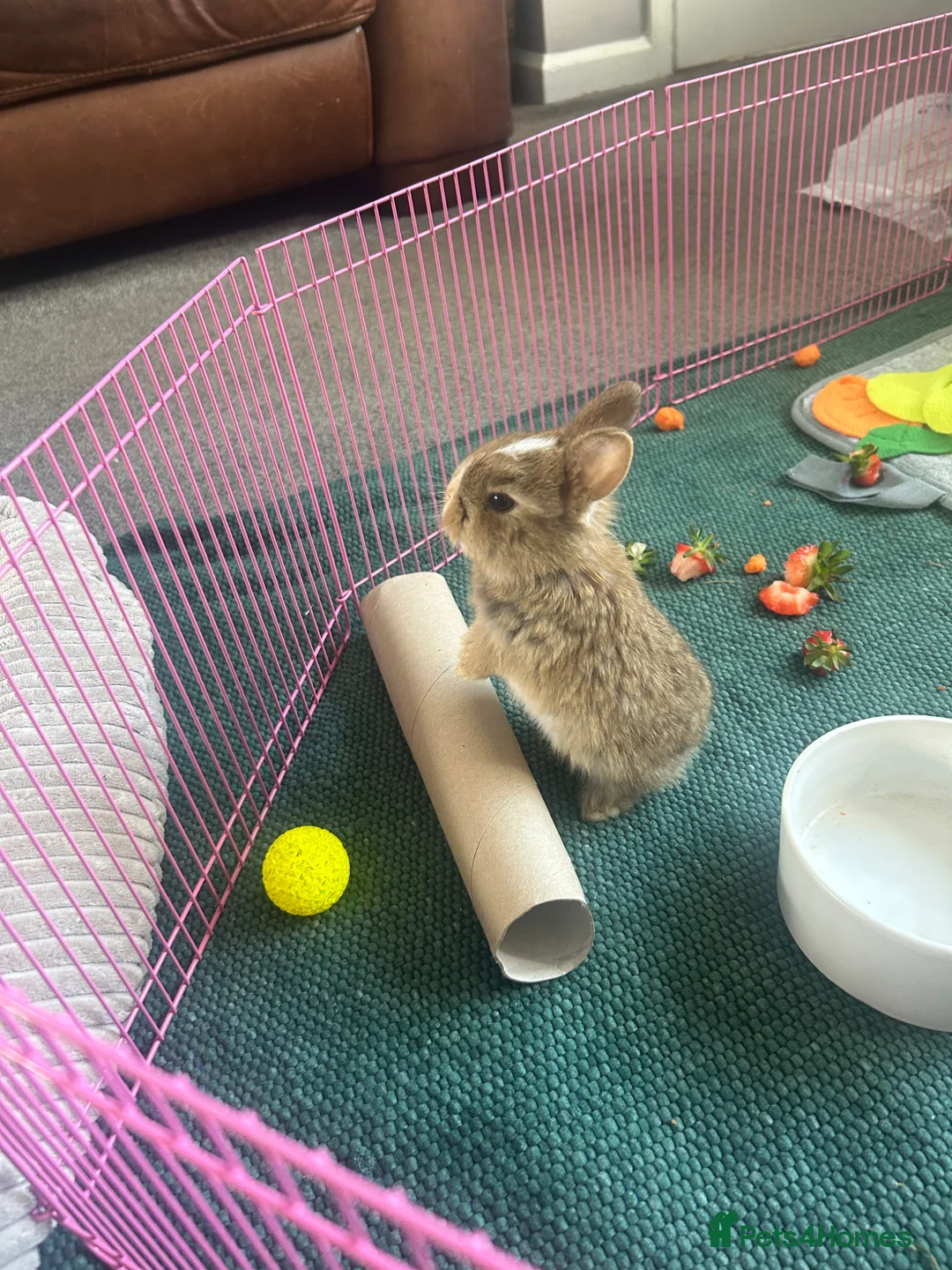 Mini Lop rabbits for sale: Stunning pure mini lop &  mini rex X mini lops   - Advert 29