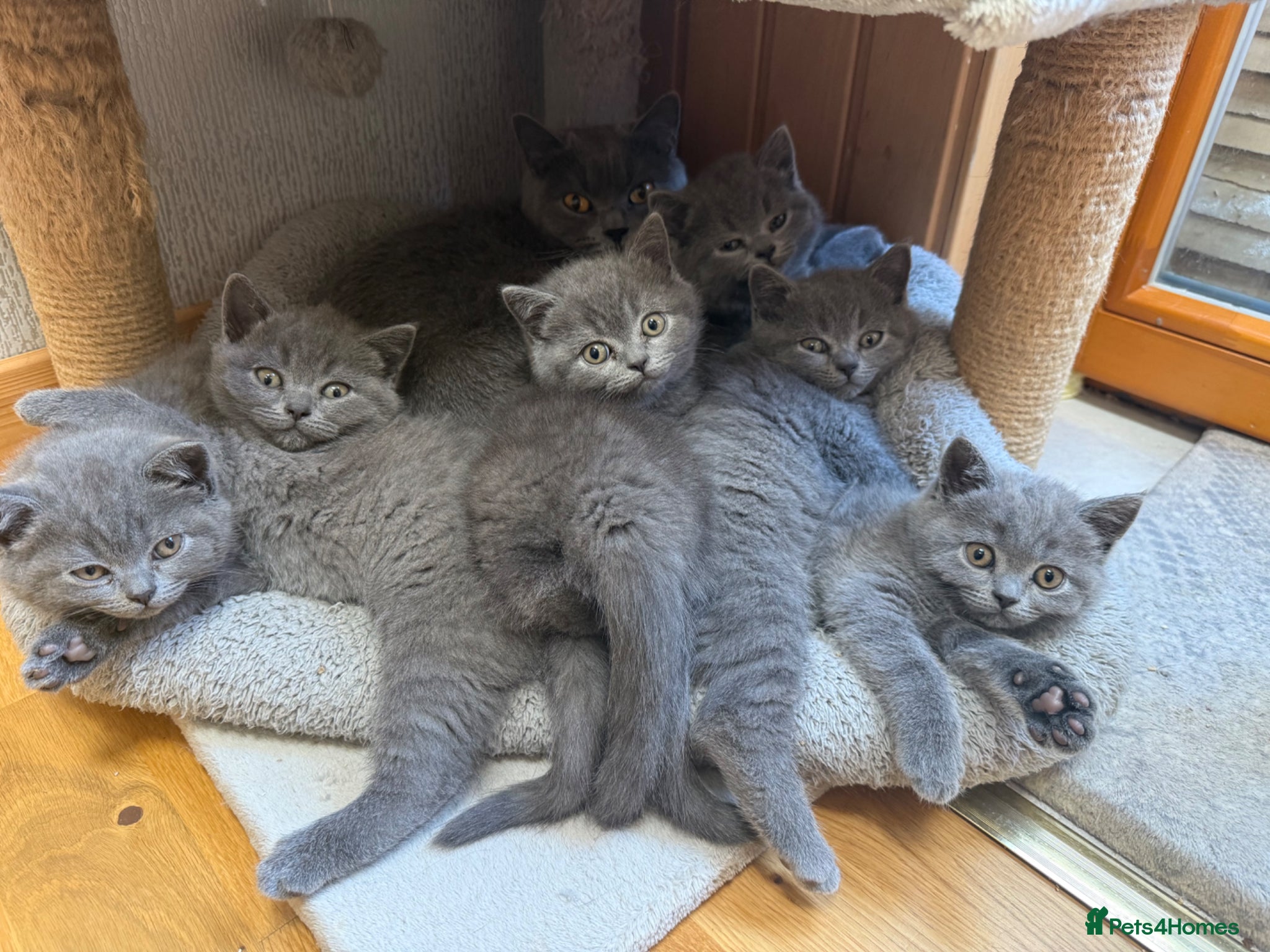 British Shorthair cats British shorthair kittens “Ready now” - Advert 13