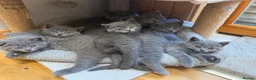 British Shorthair cats for sale: British shorthair kittens “Ready now” - Advert 1