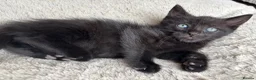 Mixed Breed cats for sale: Kittens Looking for Loving Families - Advert 24