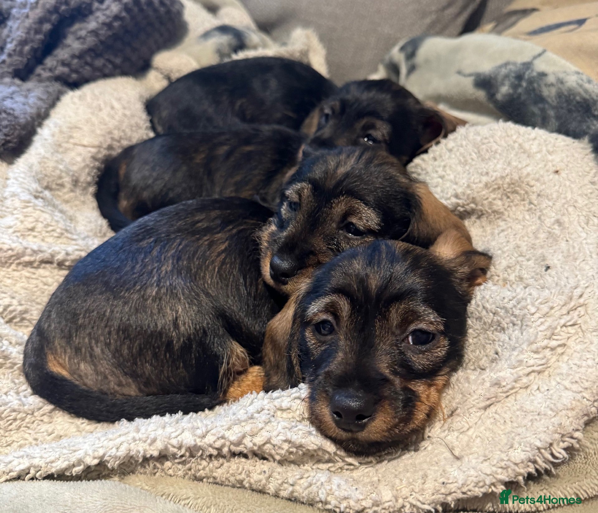 Miniature Dachshund dogs Miniature Wirehaired Dachshunds - Advert 8