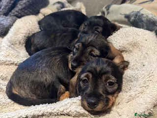 Miniature Dachshund dogs Miniature Wirehaired Dachshunds - Advert 8