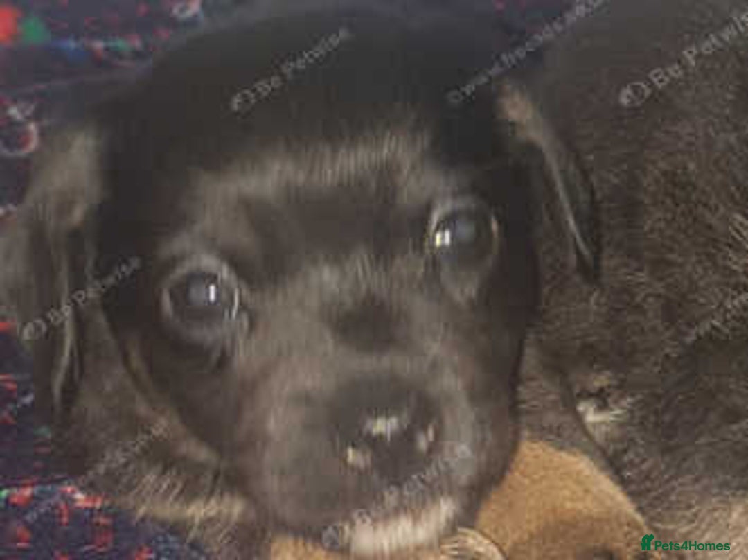 Mixed Breed dogs for sale: Shihtzu cross chihuahuas puppies (ready to leave) - Image 6
