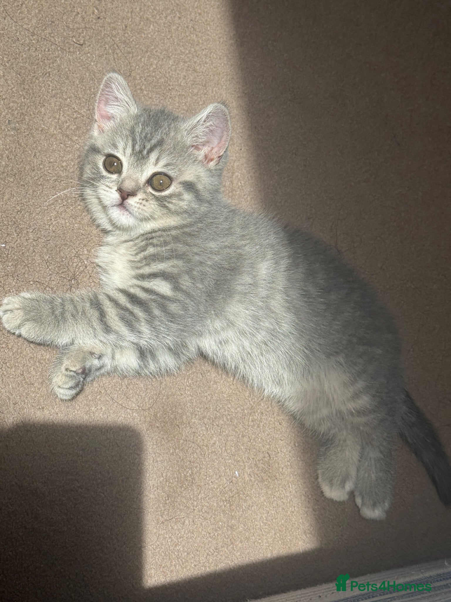 British Shorthair cats Kitten British shorthair  - Advert 1