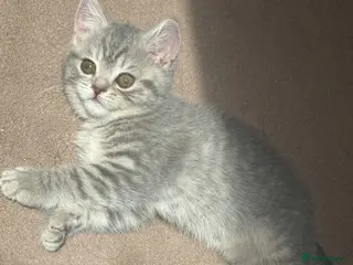 British Shorthair cats Kitten British shorthair - Advert 1