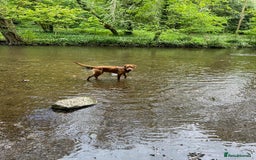 Labrador Retriever dogs for sale: Beautiful Red Fox Labrador Pups – 4 Boys & 4 Girls - Image 11