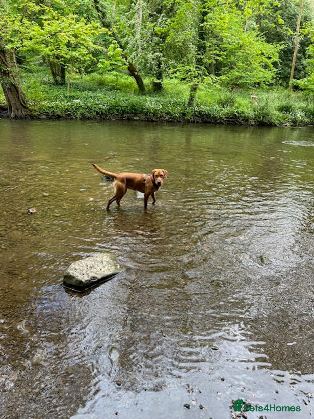 Labrador Retriever dogs for sale: Beautiful Red Fox Labrador Pups – 4 Boys & 4 Girls - Image 11