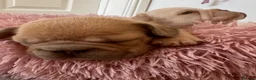 French Bulldog dogs for sale: French bulldog puppies - Advert 11