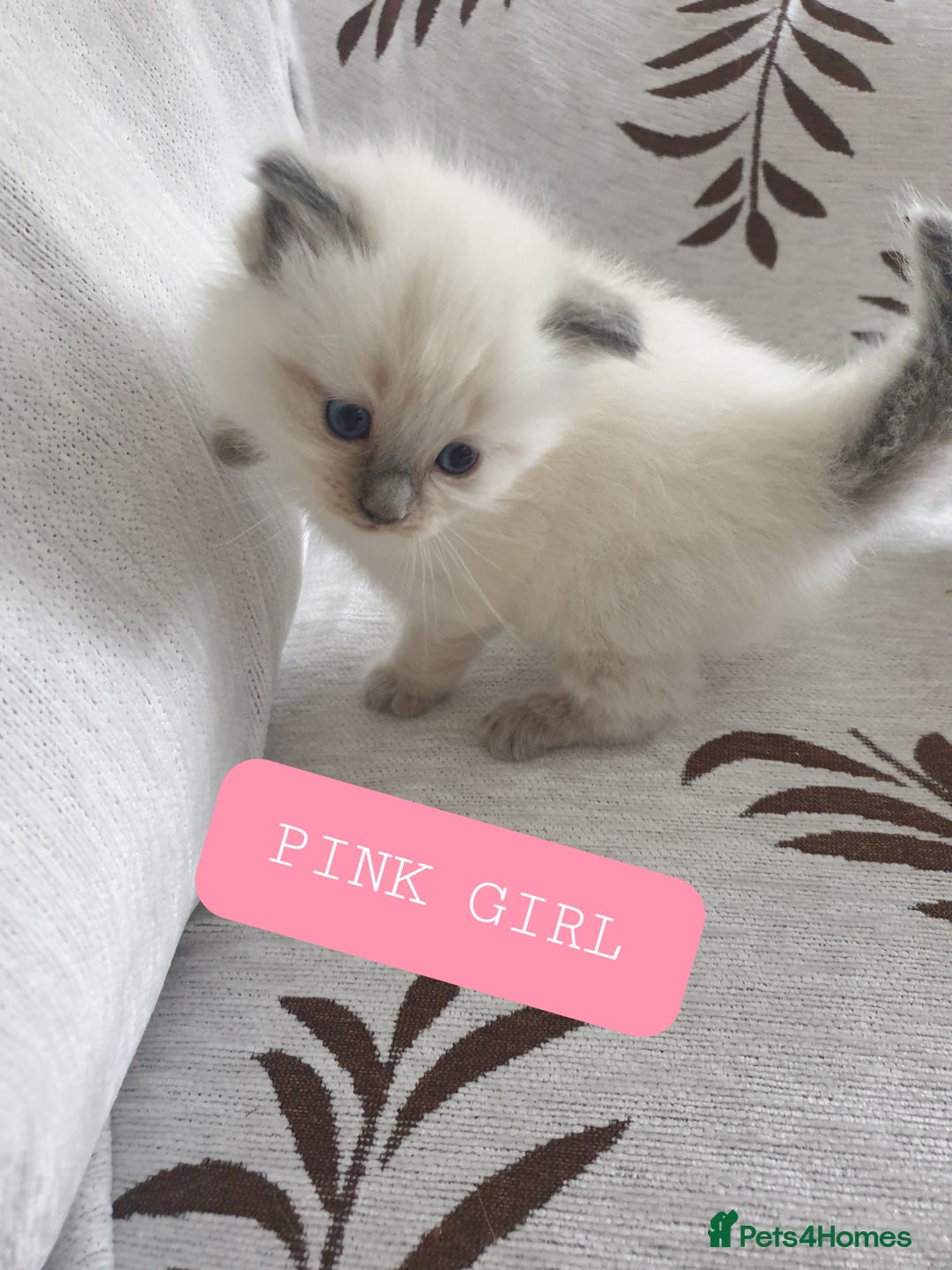 Ragdoll cats for sale: 5 fully seal point ragdoll kittens  - Image 10