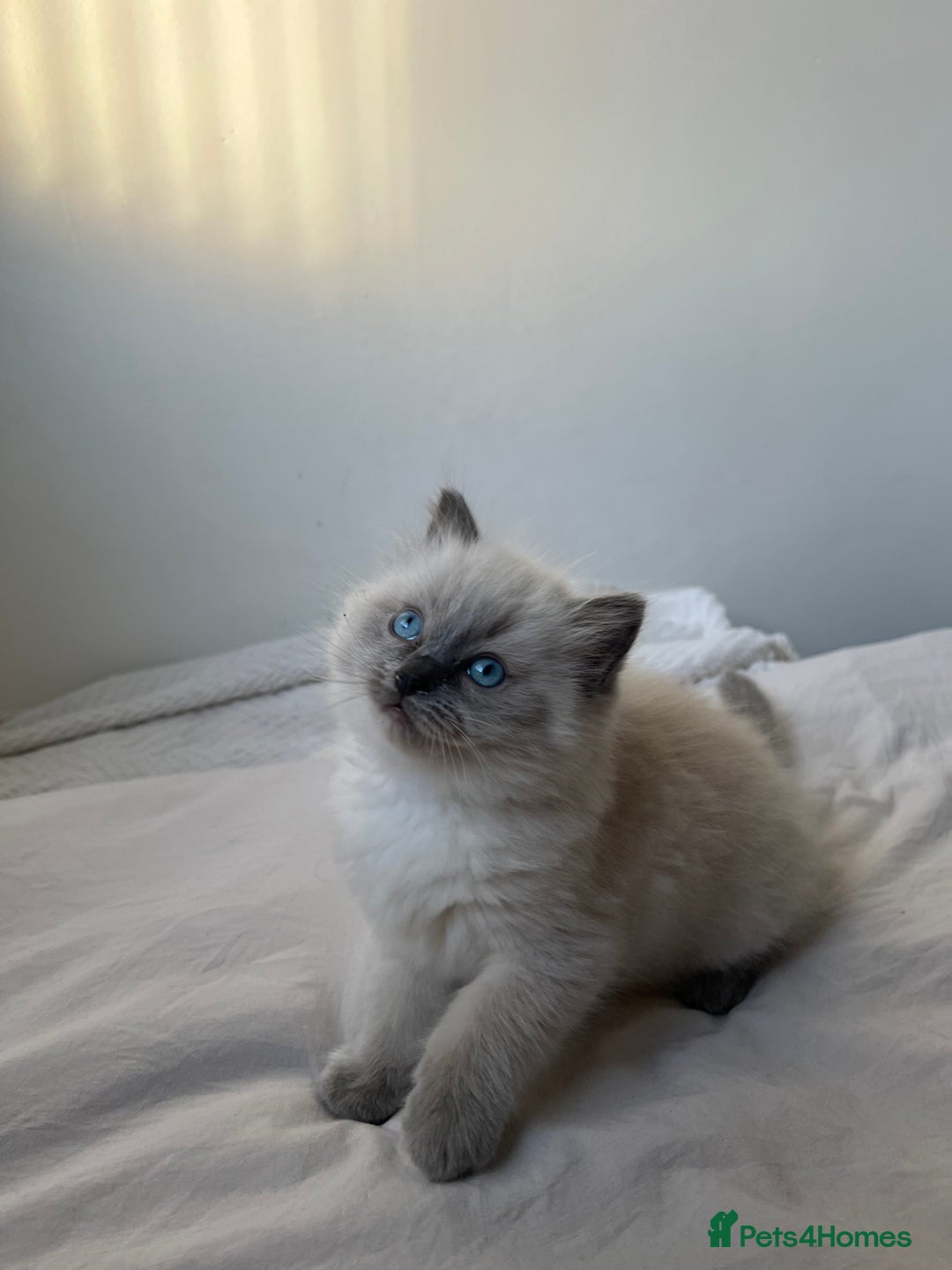 Ragdoll cats for sale: Adorable Ragdoll Kittens  🐾 - Advert 7
