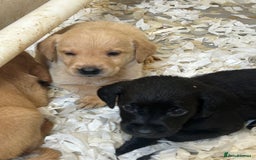 Labrador Retriever dogs for sale: 5⭐️kc reg Labrador puppies⭐️ - Image 7