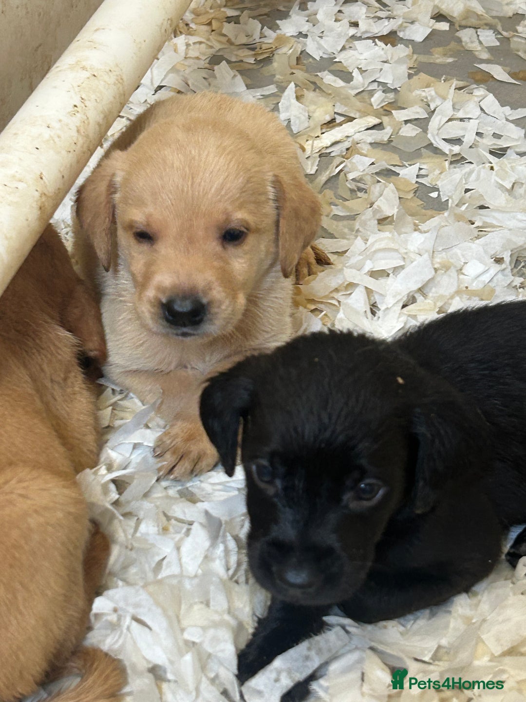 Labrador Retriever dogs for sale: 5⭐️kc reg Labrador puppies⭐️ - Image 7