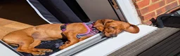 Mixed Breed dogs for adoption: Beautiful Bianca looking for love - Advert 6
