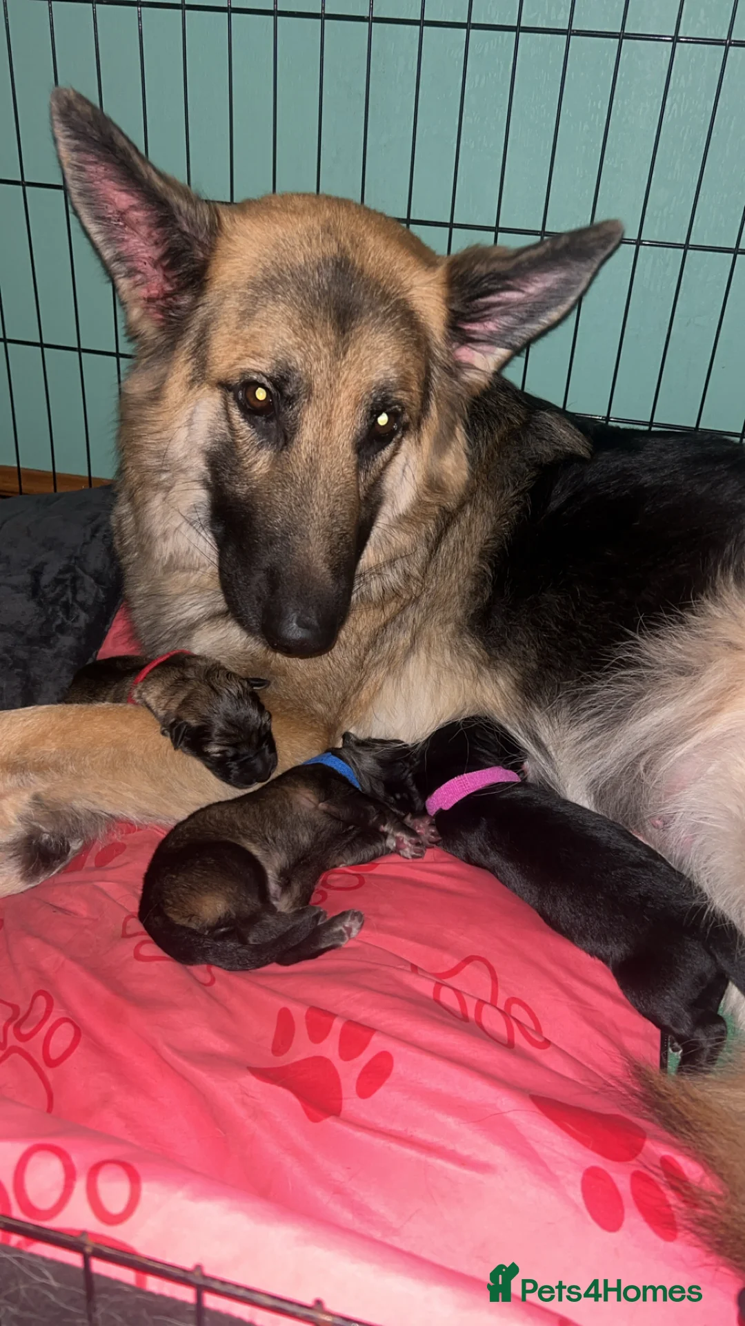 German Shepherd dogs for sale: German Shepherd puppies in Montrose - Advert 8