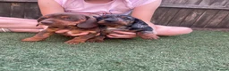 Dachshund dogs for sale: Dachshund miniature in Worksop - Advert 2