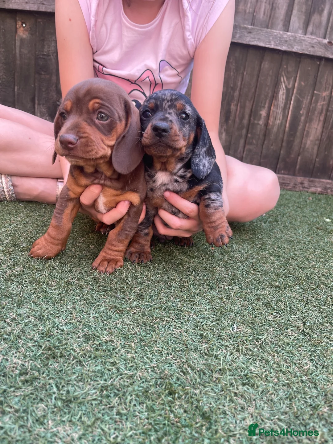 Dachshund dogs for sale: Dachshund miniature in Worksop - Advert 2