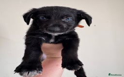 Mixed Breed dogs for sale: 6 Female Puppies  - Image 13