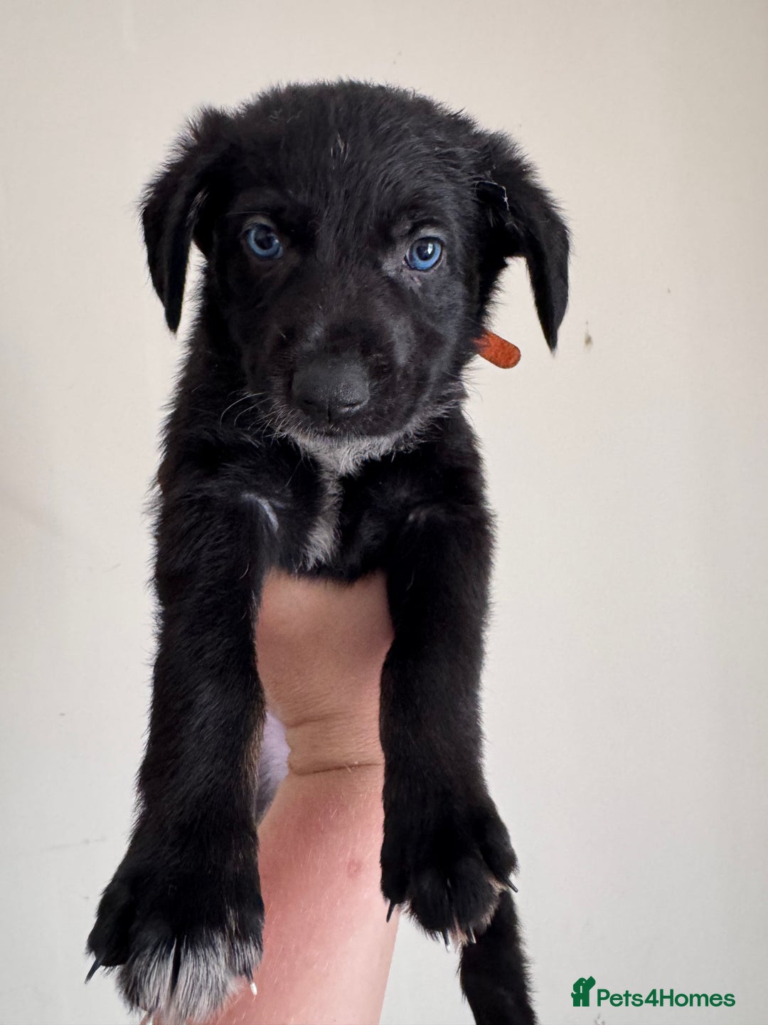 Mixed Breed dogs for sale: 6 Female Puppies  - Image 13