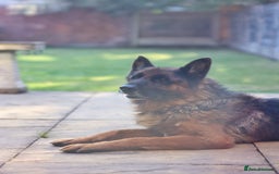 German Shepherd dogs for sale: Tyson - KC registered German shepherd  - Image 1