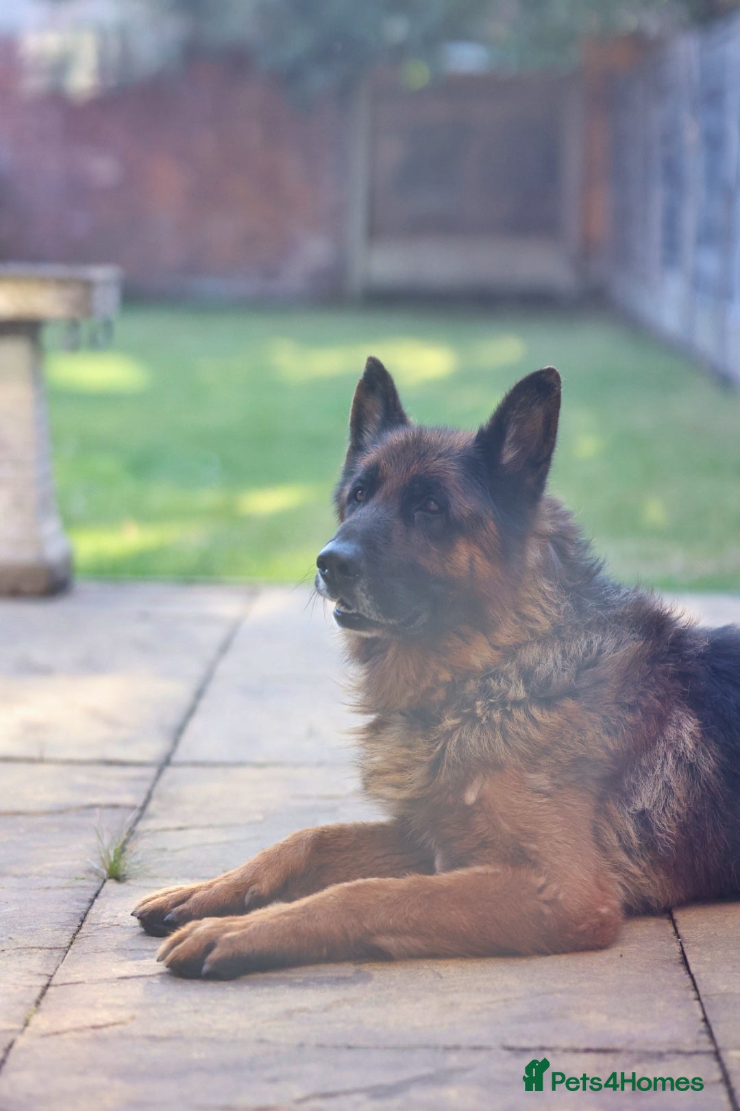 German Shepherd dogs for sale: Tyson - KC registered German shepherd  - Image 1