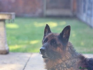 German Shepherd dogs - Advert 12