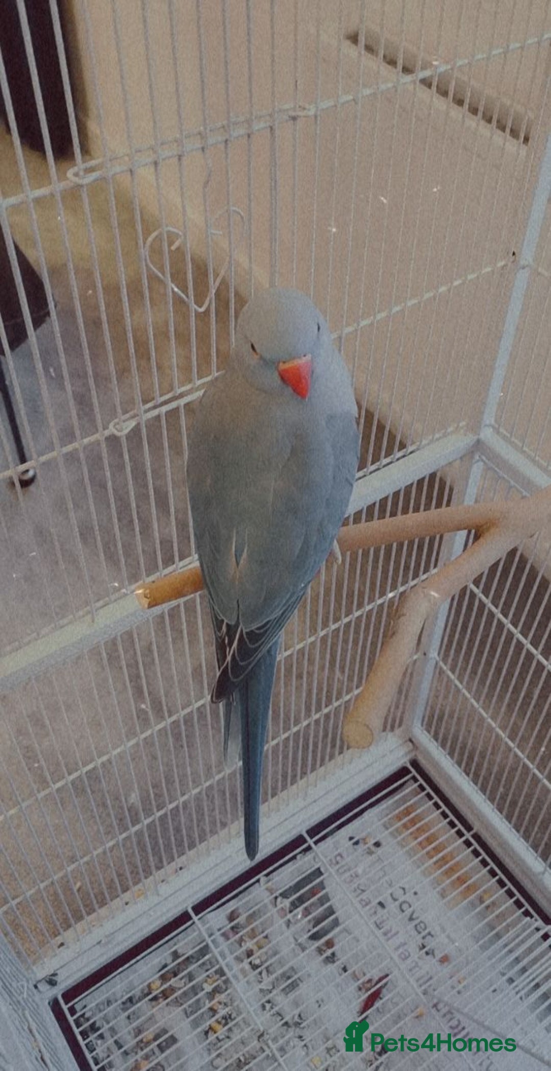 Parakeets birds for sale: Indian ringneck parakeet.  - Image 2