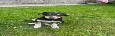 Mixed Breed Puppy 1