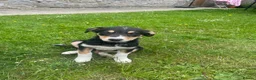 Mixed Breed dogs for sale: Collie cross puppies  - Advert 8
