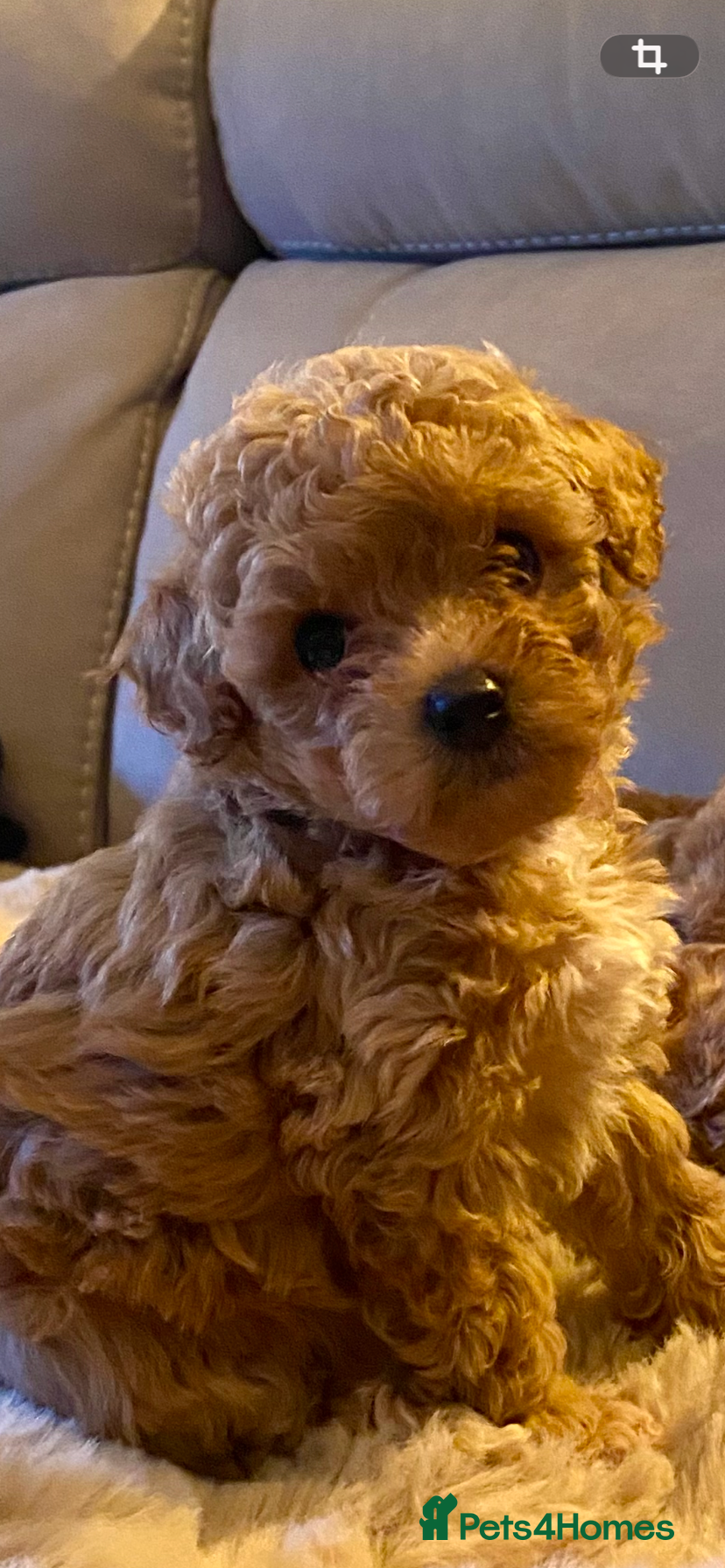 Poochon dogs ♥️RARE Tiny Asian Toy poodle Xx Toy Poochon ♥️ - Advert 3