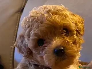 Poochon dogs ♥️RARE Tiny Asian Toy poodle Xx Toy Poochon ♥️ - Advert 3